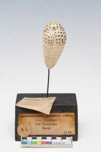Foraminifera model, one of twenty-six, Grant Museum of Zoology