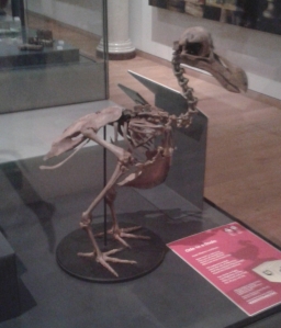 Dodo Bones on display at the University of Oxford Natural History Museum